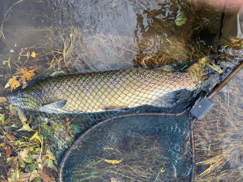 Spread Eagle - RP from Midland Fly Fishers
